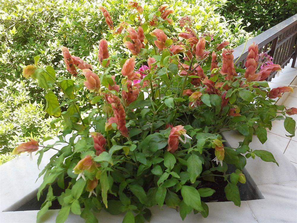 Apartament Amaril Platanes  Zewnętrze zdjęcie